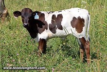 Drag Shy Heifer Calf